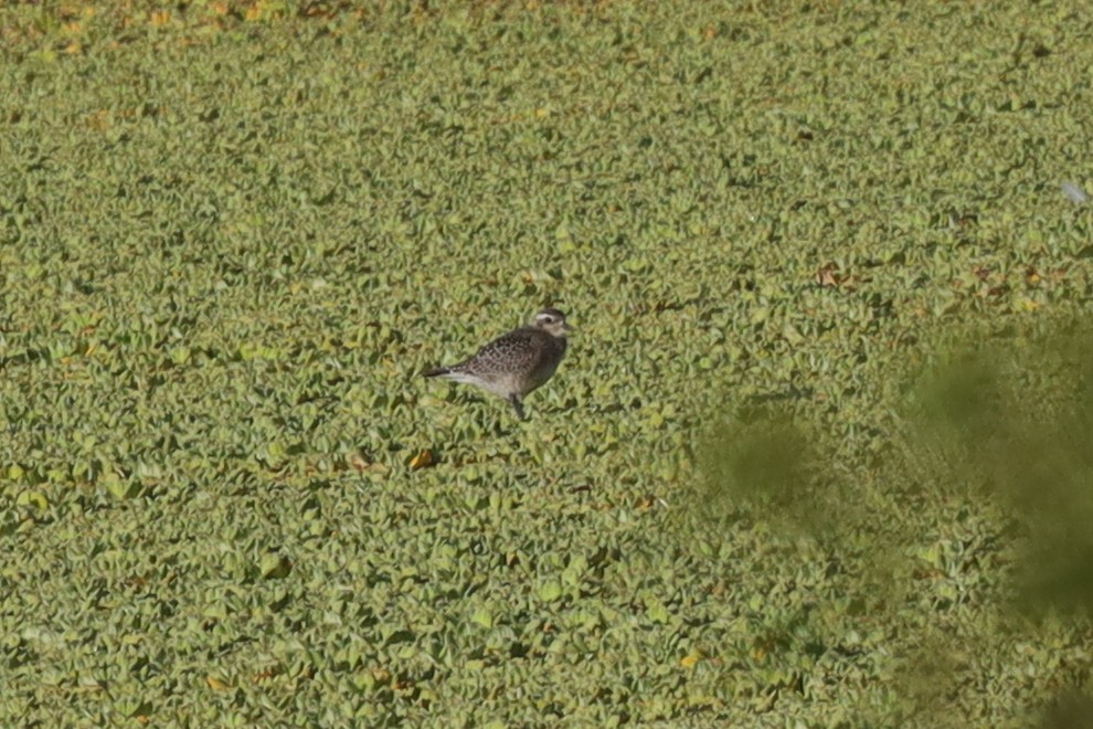 American Golden-Plover - ML389910751