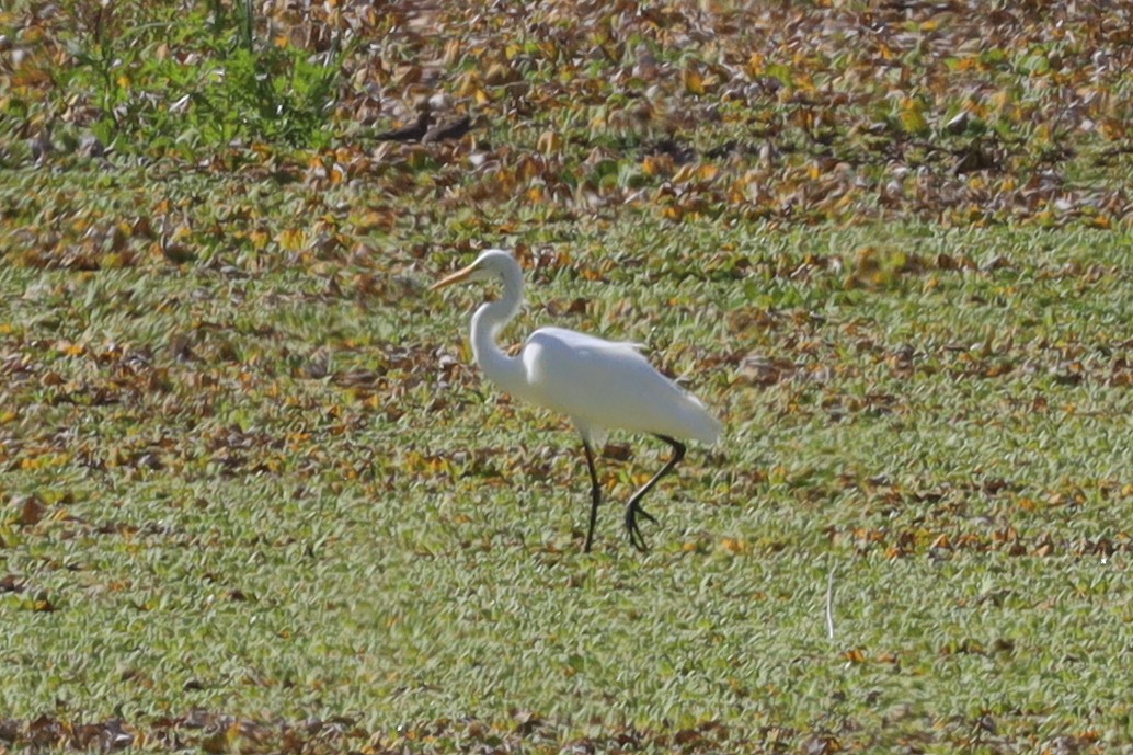 Great Egret - ML389910891