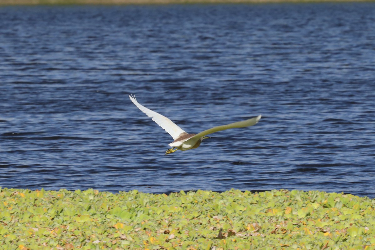 Squacco Heron - ML389912061