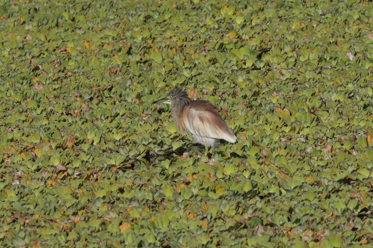 Squacco Heron - Ian Thompson