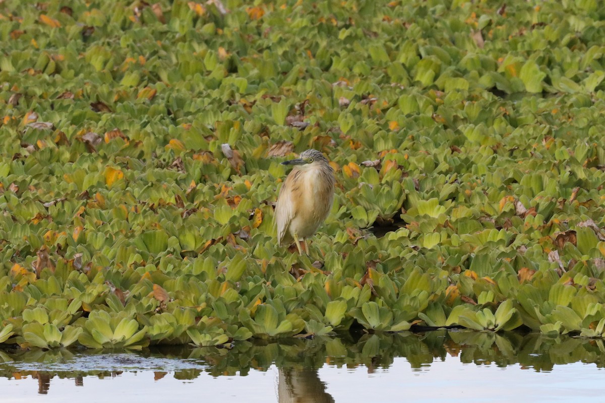 Squacco Heron - ML389912111