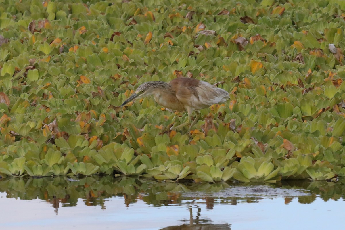 Squacco Heron - Ian Thompson