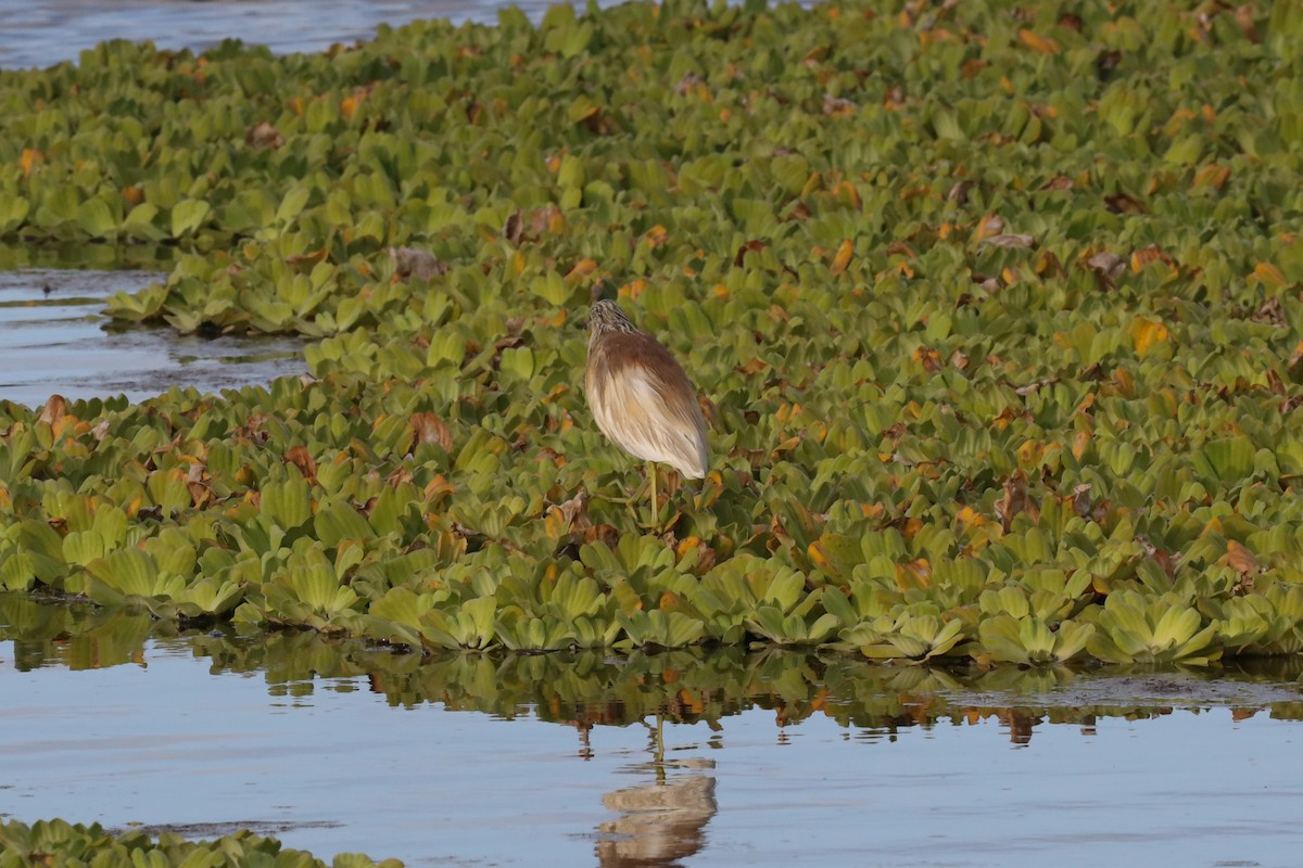 Squacco Heron - Ian Thompson