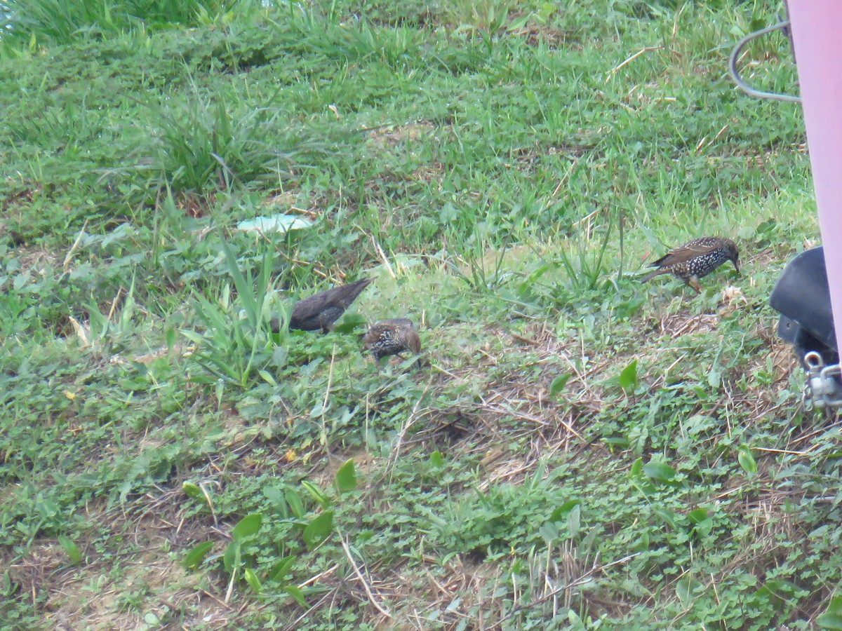 European Starling - ML389912931