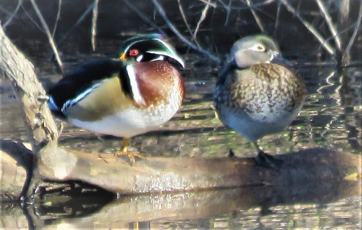 Wood Duck - ML389913251