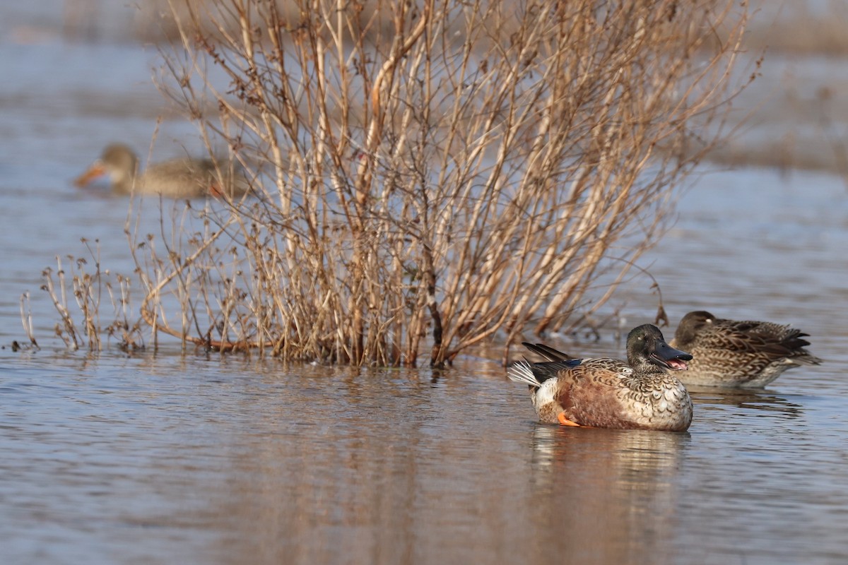 Northern Shoveler - Patricia Schleiffer