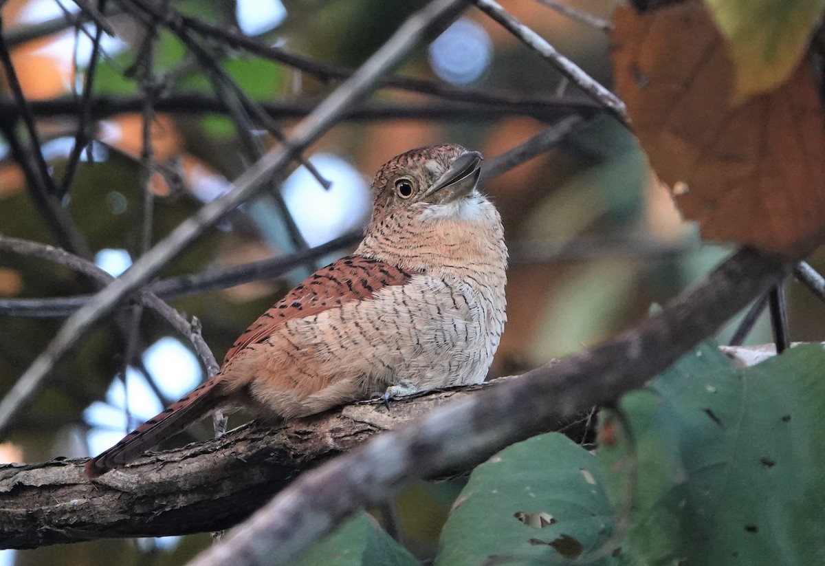 Barred Puffbird - ML389917881