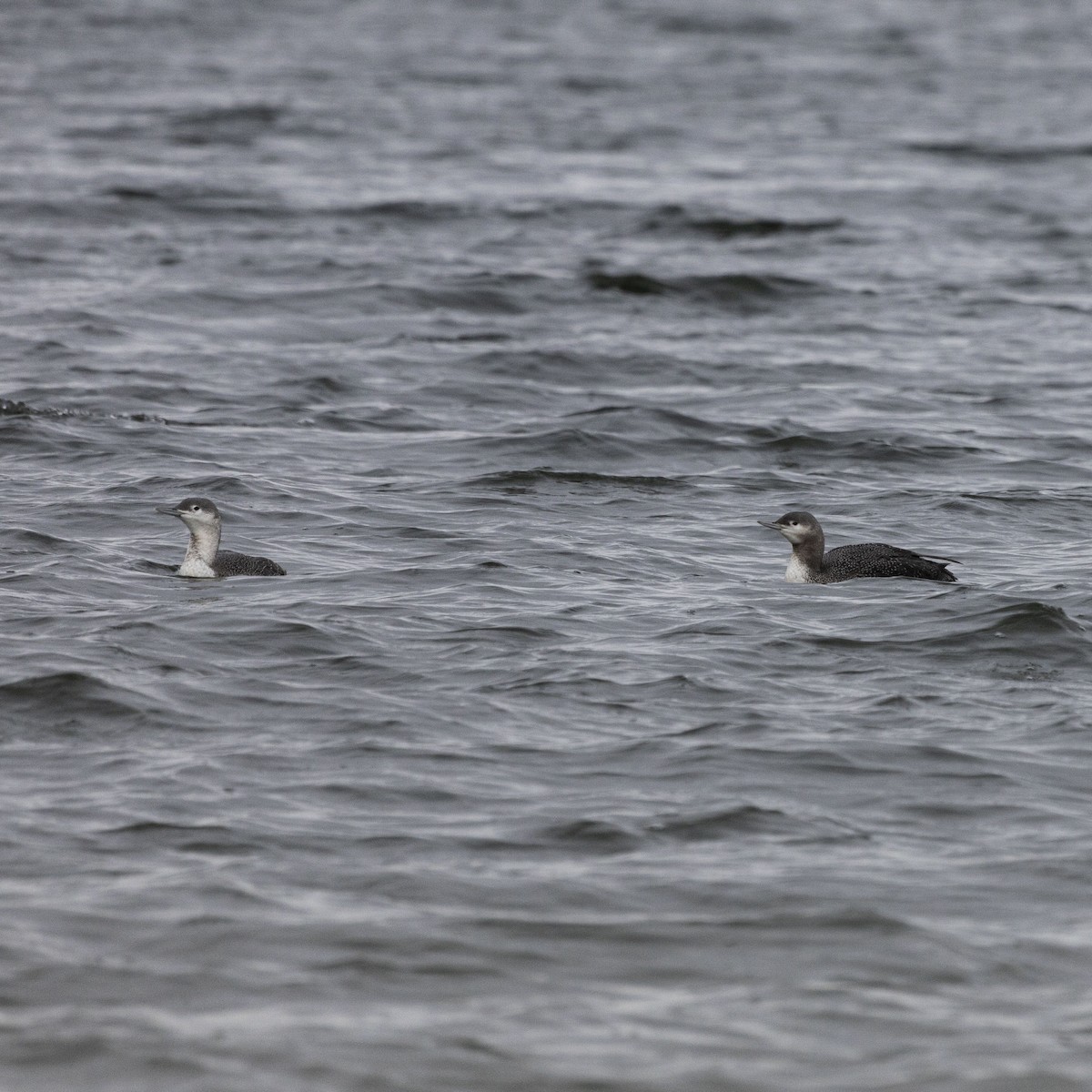 Red-throated Loon - ML389918061