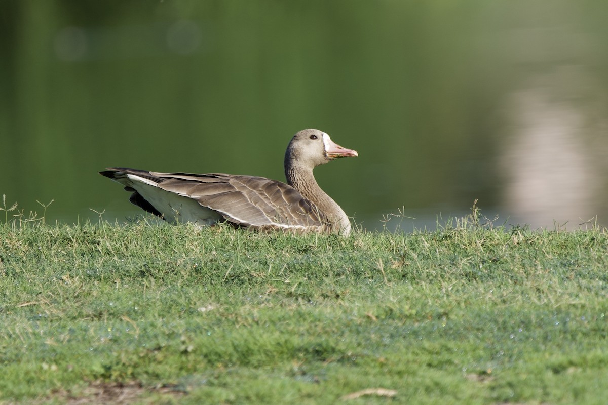 Greater White-fronted Goose - Ian Jarvie