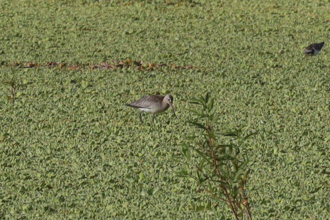 Bar-tailed Godwit - ML389918471