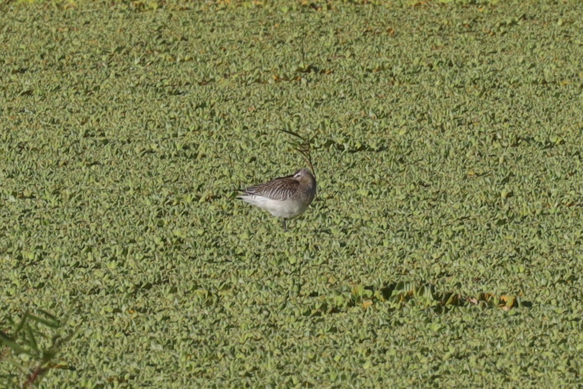 Bar-tailed Godwit - Ian Thompson