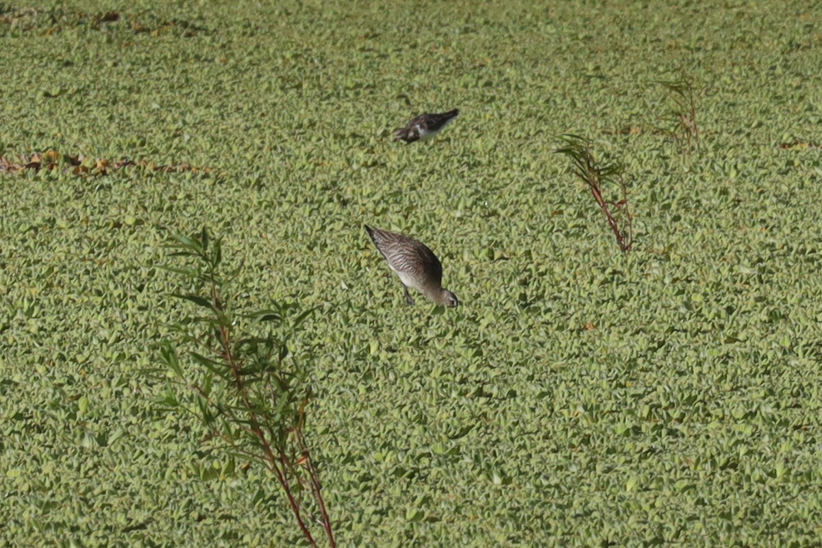 Bar-tailed Godwit - ML389918511