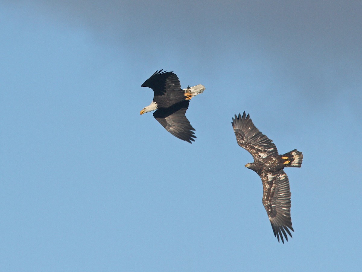 Bald Eagle - Larry Therrien
