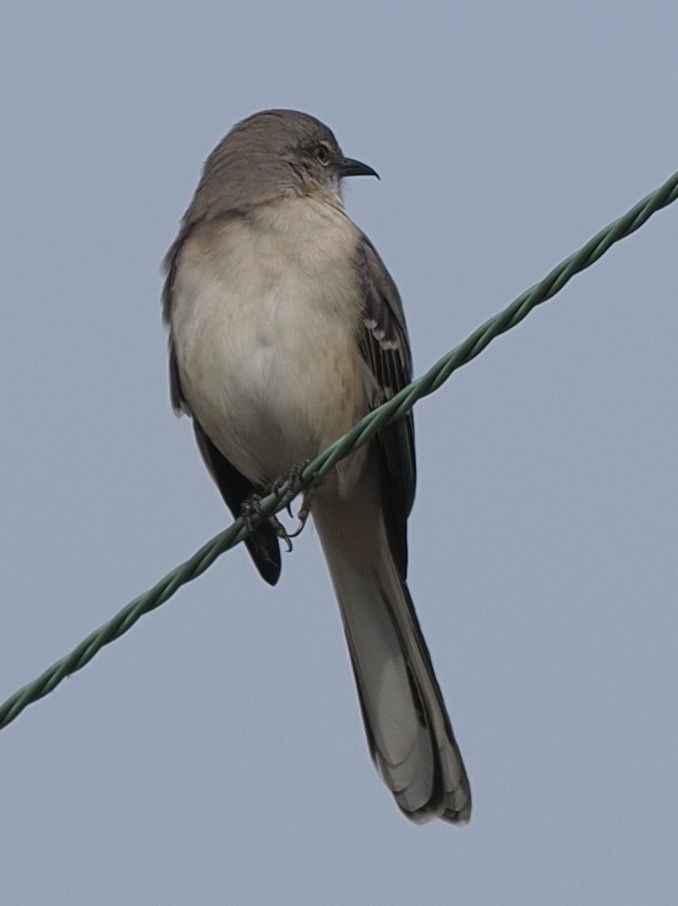 Northern Mockingbird - ML389925091