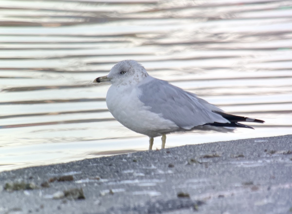 Ring-billed Gull - Kaia Colestock