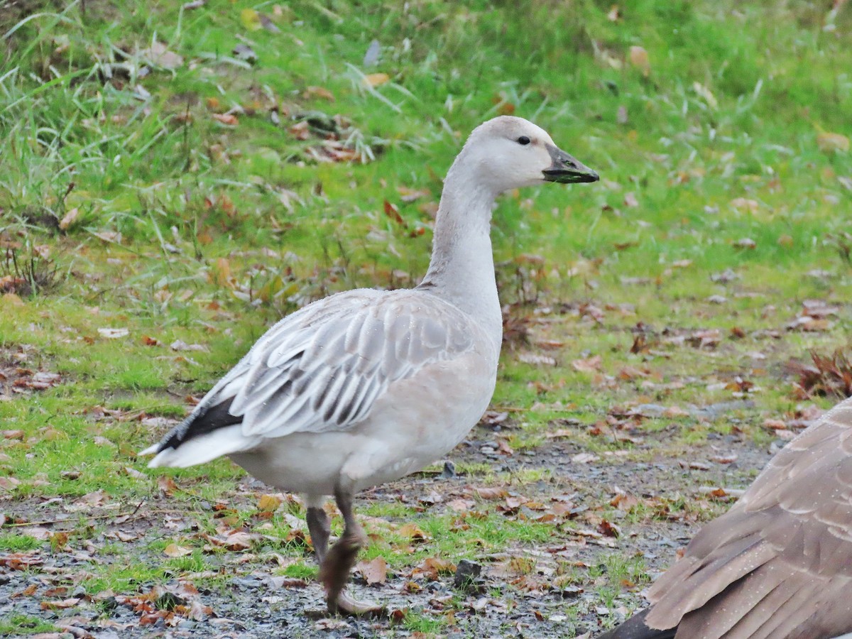 Snow Goose - ML389925951