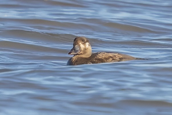 Surf Scoter - ML389926511