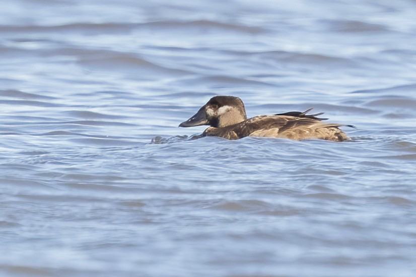 Surf Scoter - ML389926521