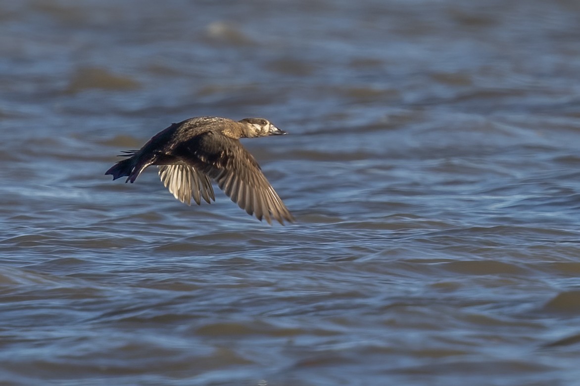 Surf Scoter - ML389926531
