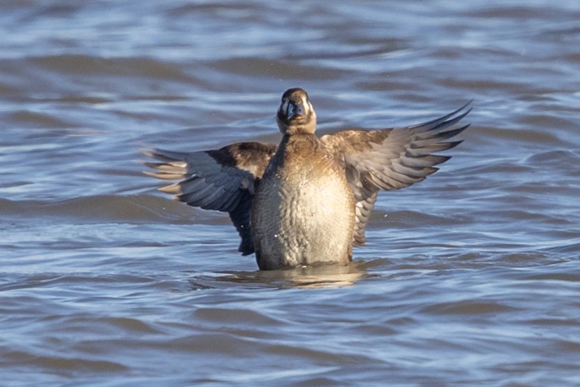 Surf Scoter - ML389926541