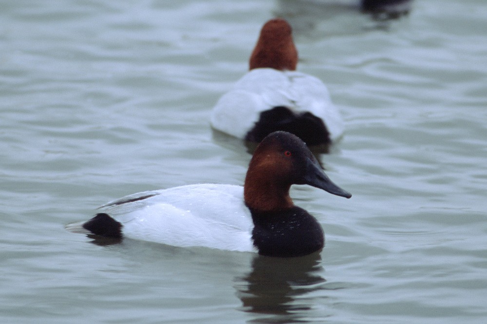 Парусиновый нырок - ML389926551