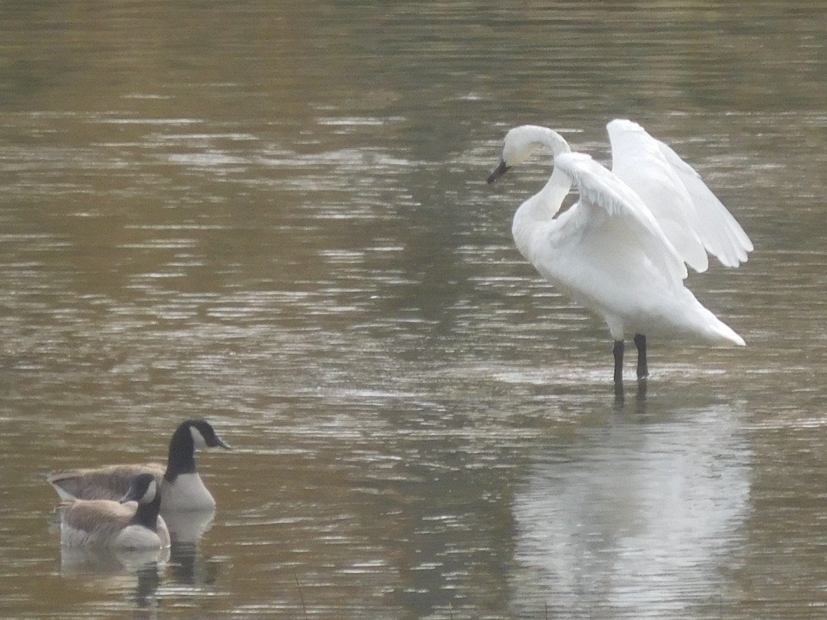 Tundra Swan - ML389926571