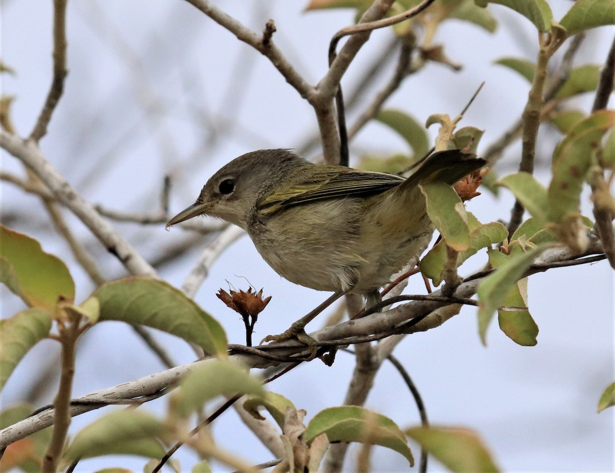 Northern/Mangrove Yellow Warbler - ML389927591