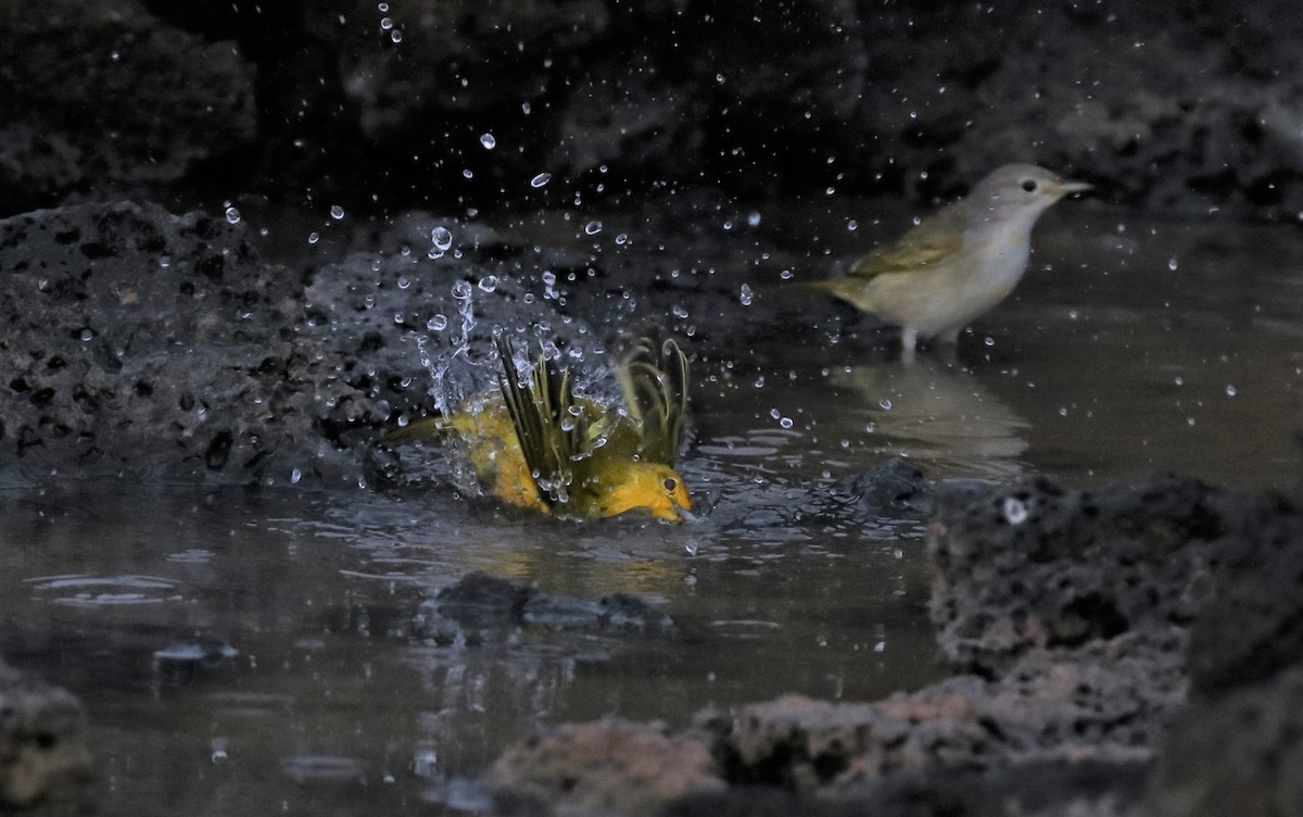 Northern/Mangrove Yellow Warbler - ML389927621