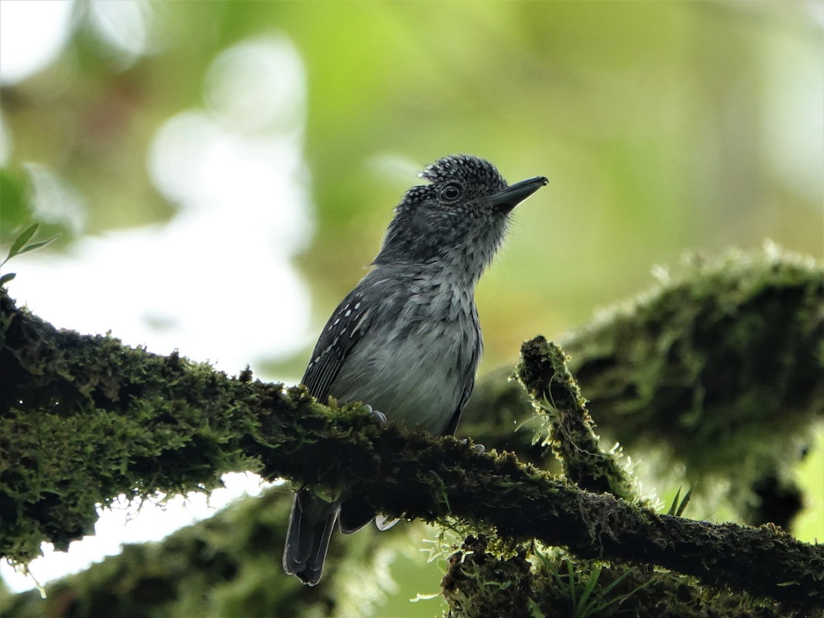 Tüpfelkronen-Ameisenvogel - ML389928511