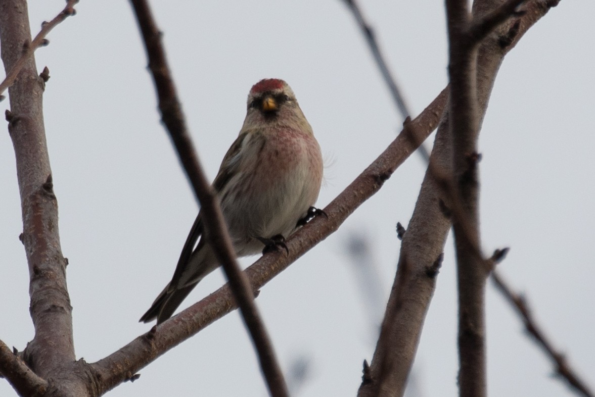 Common Redpoll - Ian Burgess