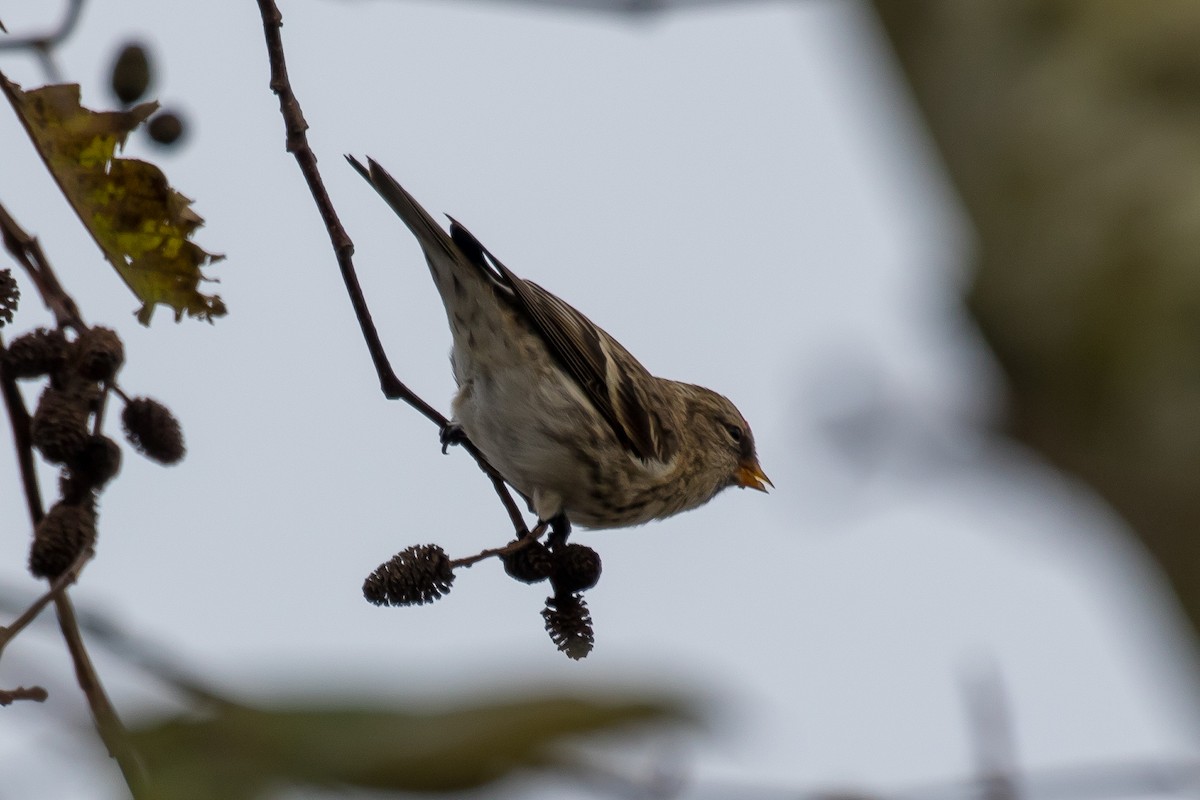 Common Redpoll - Ian Burgess