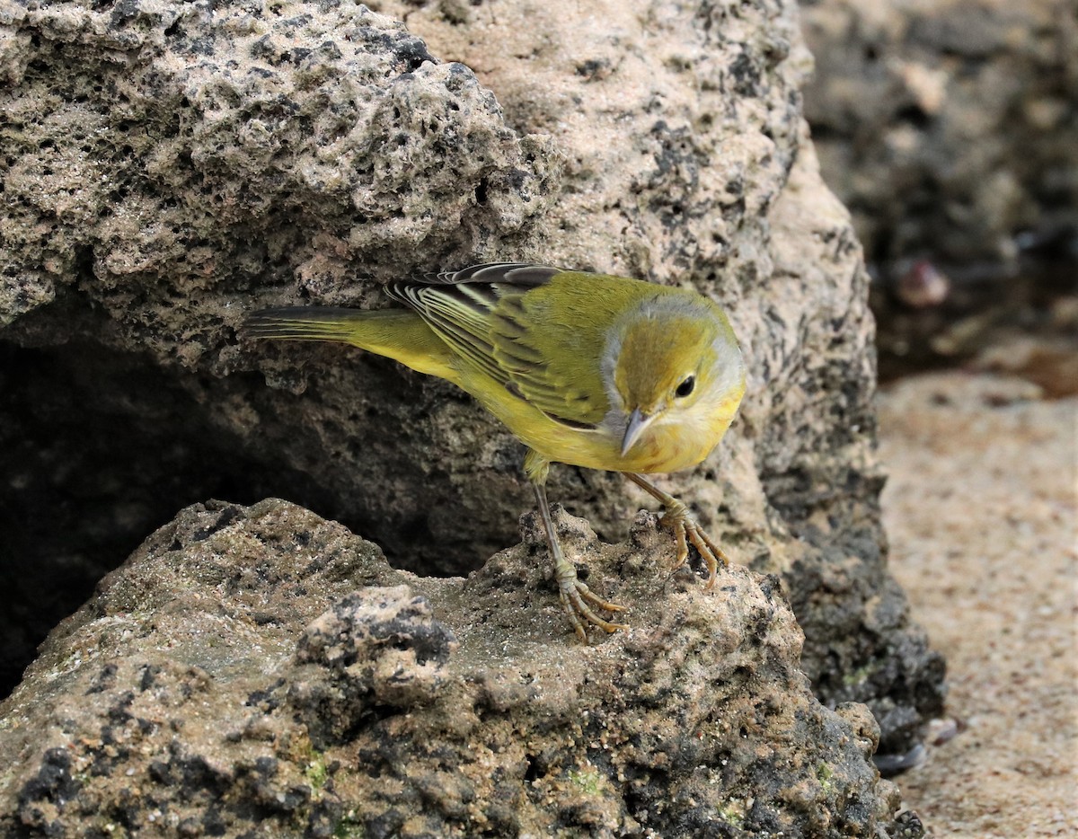 Northern/Mangrove Yellow Warbler - ML389929811