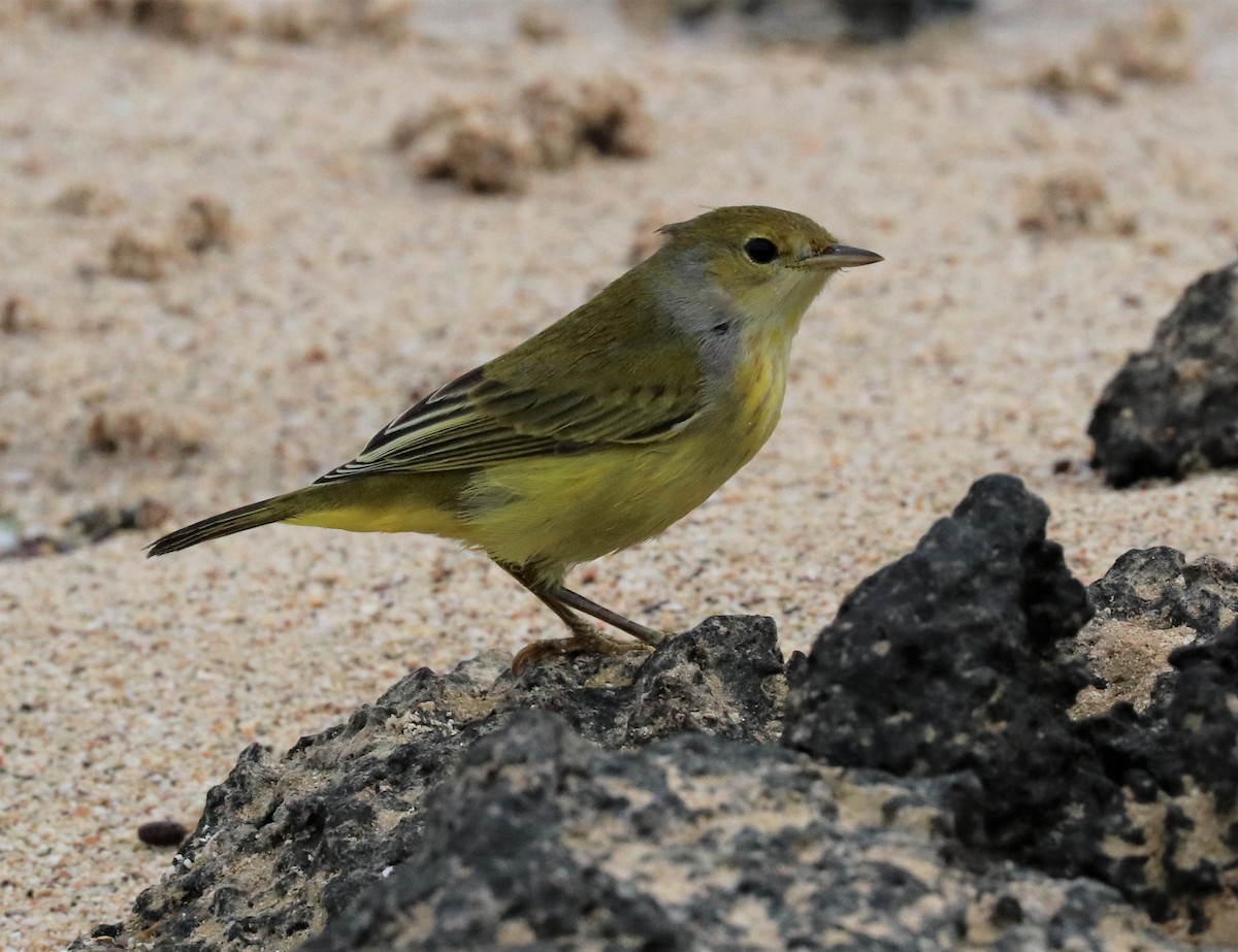 Northern/Mangrove Yellow Warbler - ML389929821