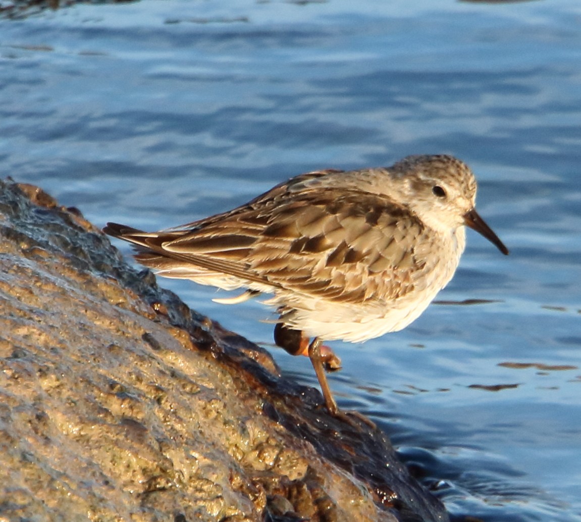 White-rumped Sandpiper - Phil Mills