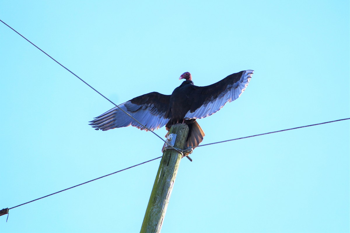 Turkey Vulture - ML389930101