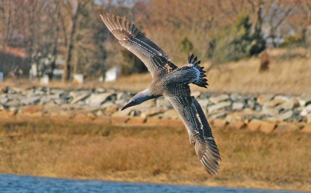 Northern Gannet - Jeremiah Trimble