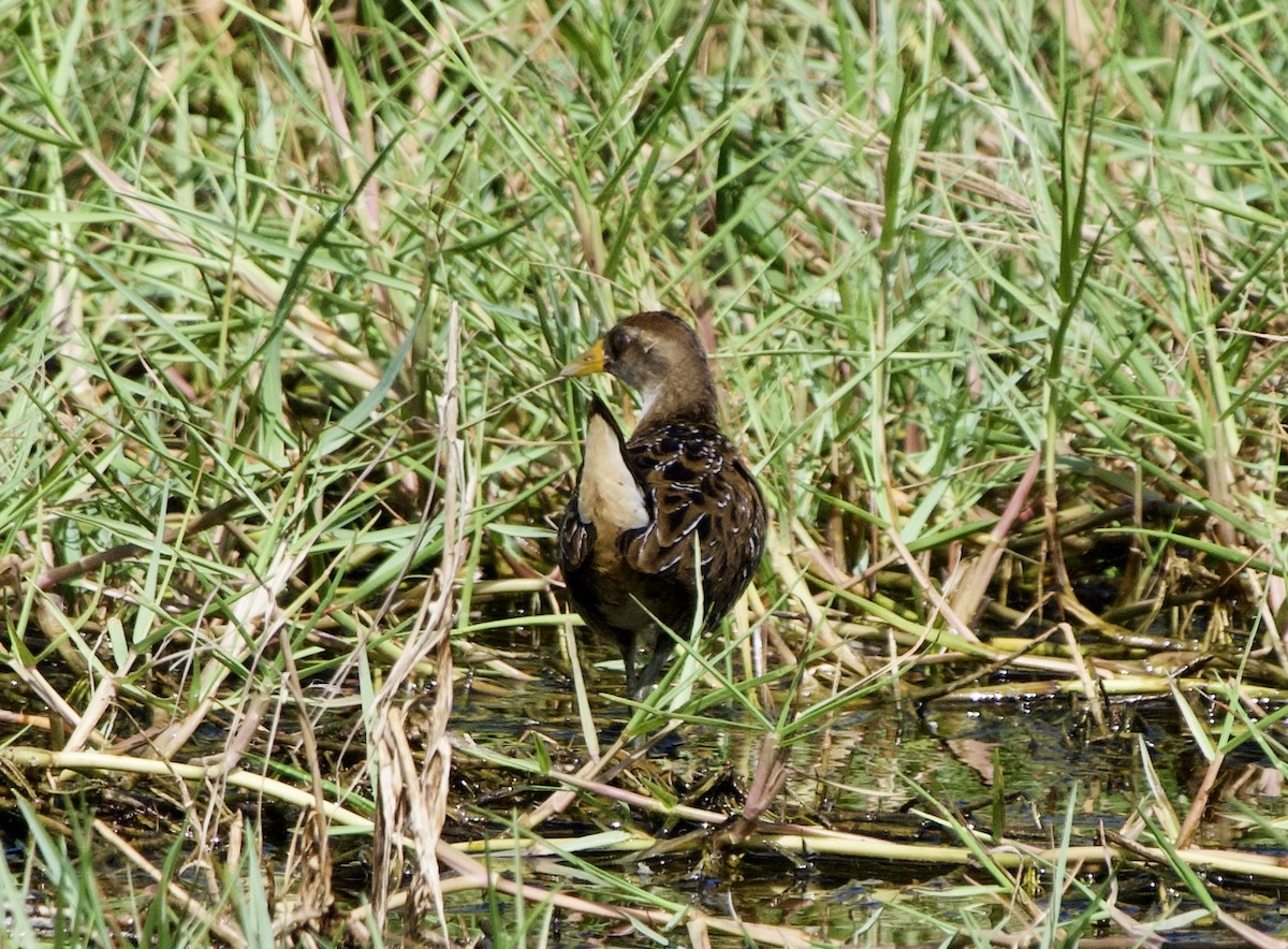 Polluela Sora - ML389931511