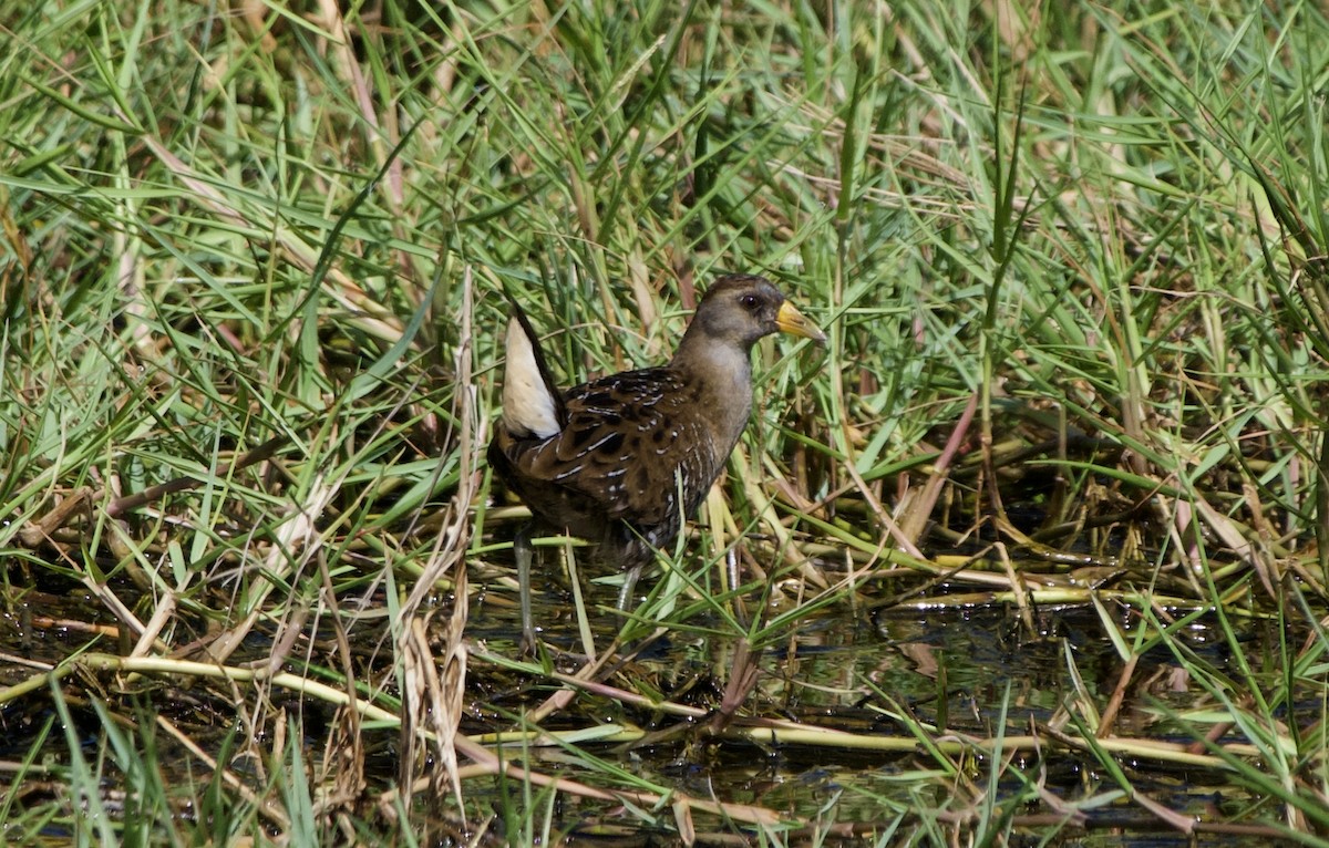 Polluela Sora - ML389931521