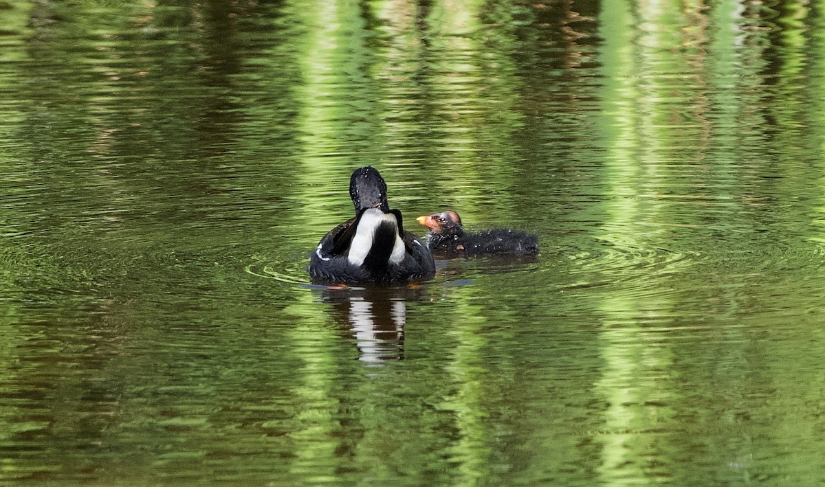 Gallinule d'Amérique - ML389931631