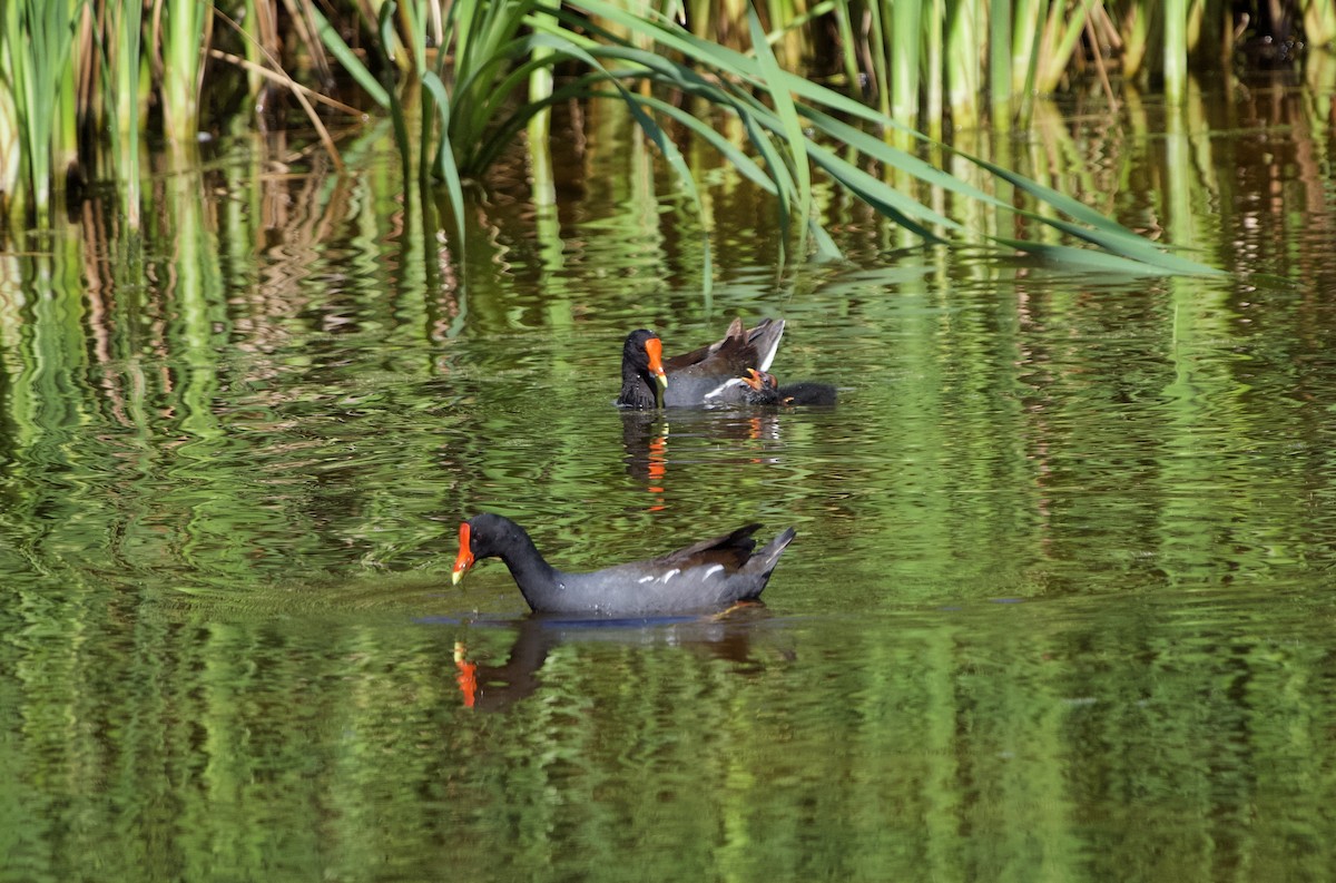 Common Gallinule - ML389931681