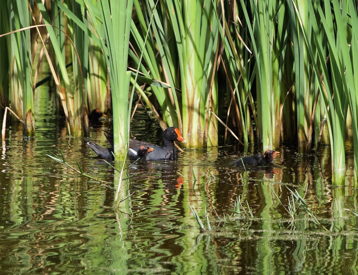 Gallinule d'Amérique - ML389931701