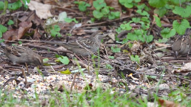 Golden-crowned Sparrow - ML389932581