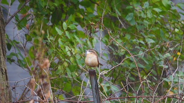 Carolina Wren - ML389934581