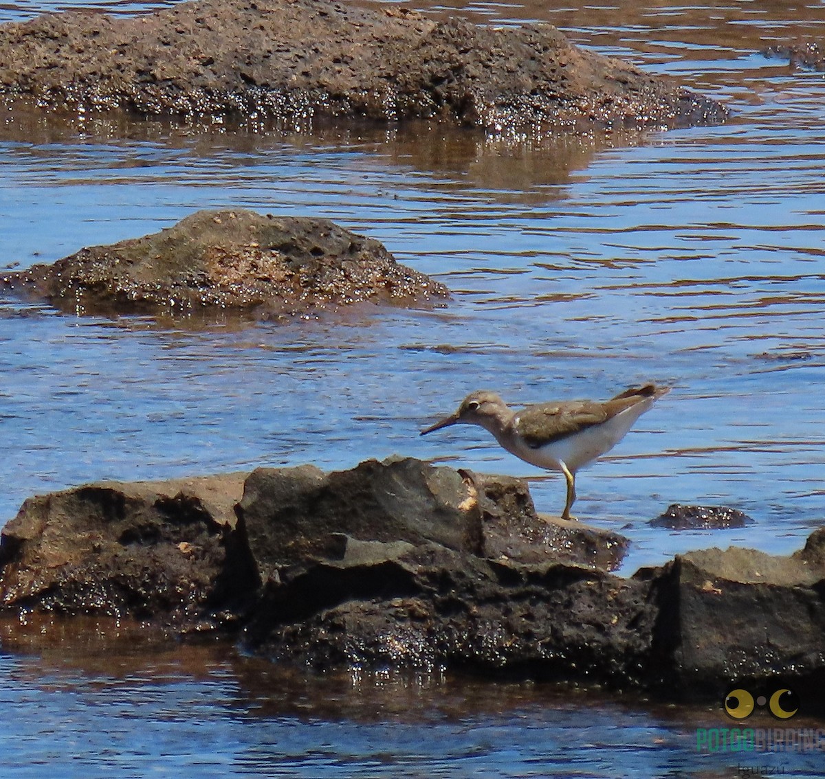 Spotted Sandpiper - ML389934721