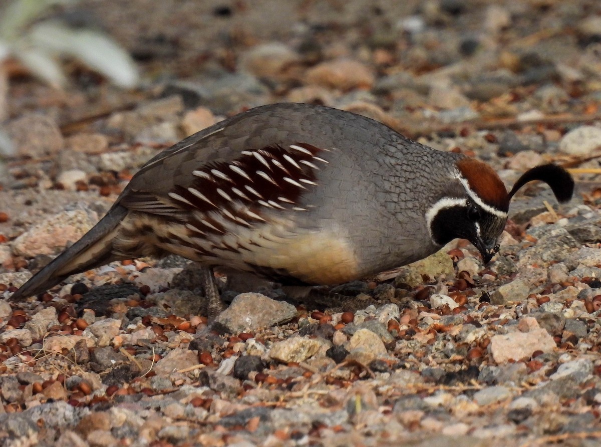 Gambel's Quail - ML389935241