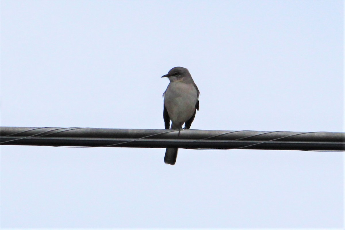 Northern Mockingbird - ML389935391