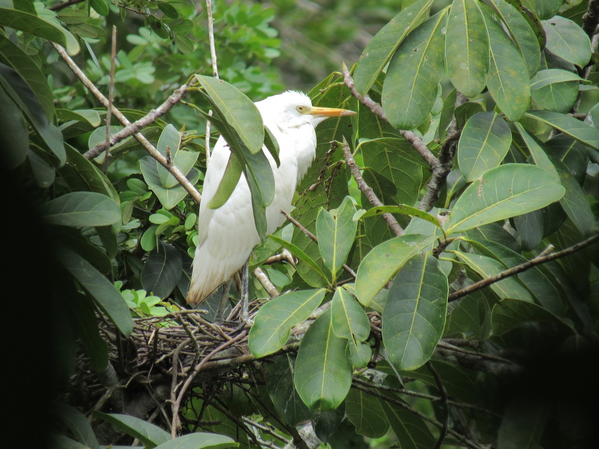 Western Cattle Egret - ML389935881