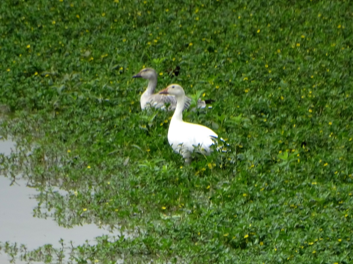 Snow Goose - Pablo Bedrossian