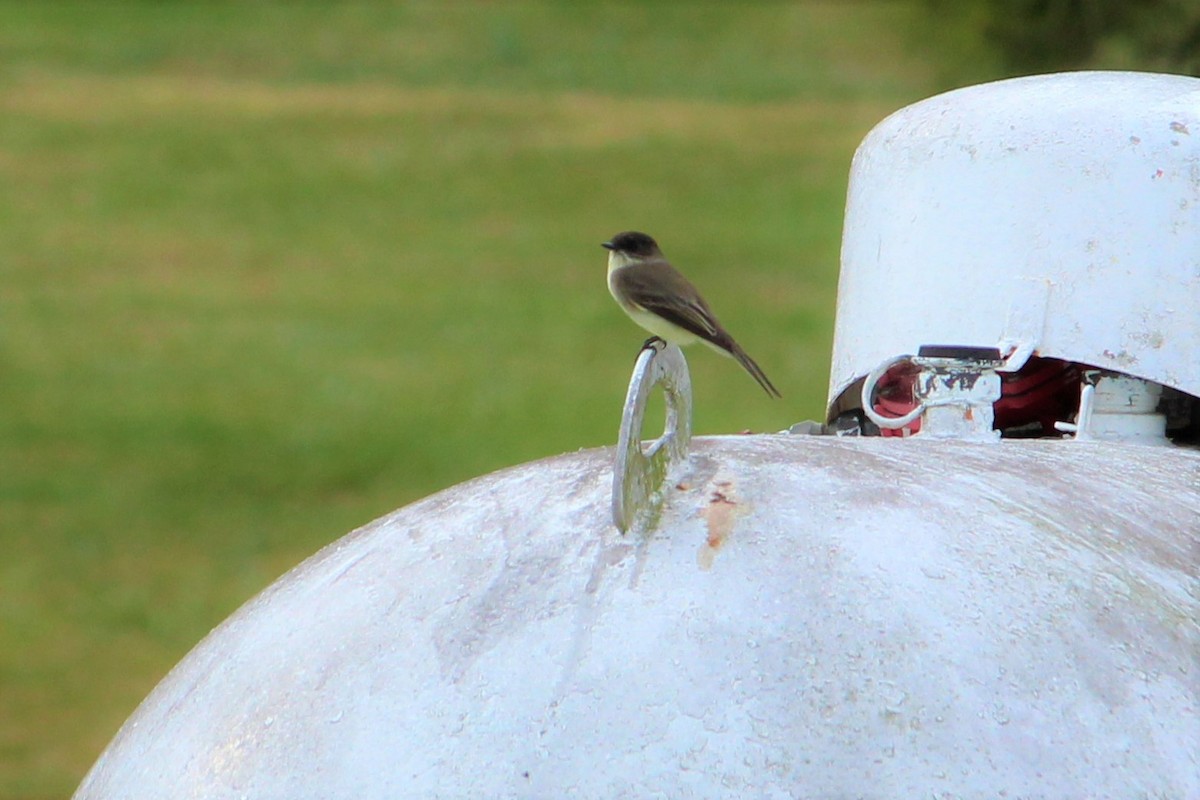 Eastern Phoebe - ML389936781