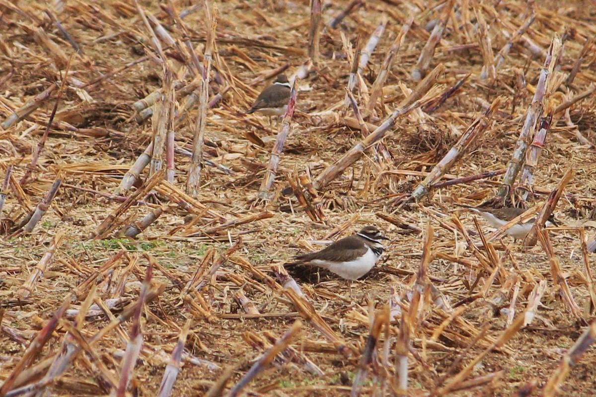 Killdeer - Becky Bateman